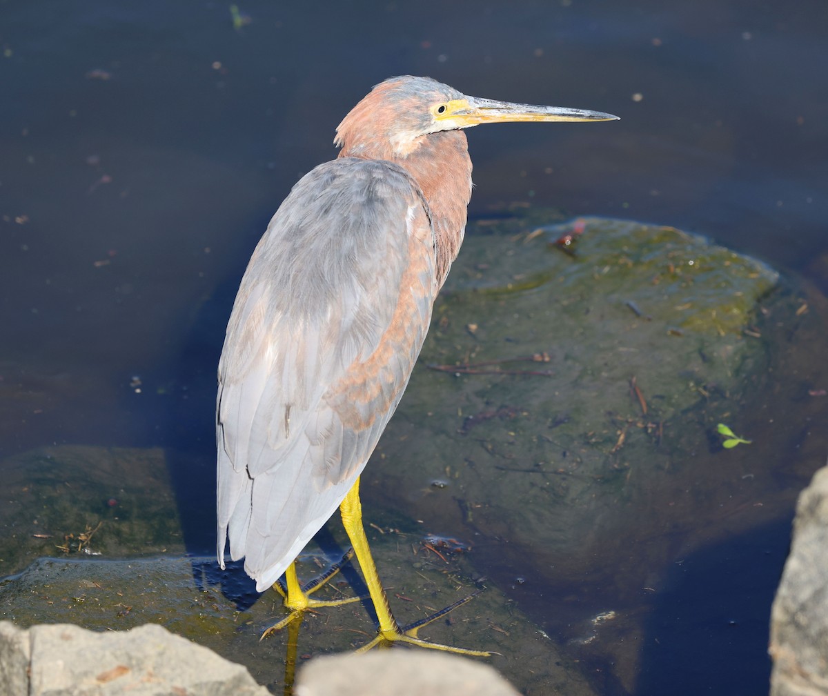 Tricolored Heron - ML646292991