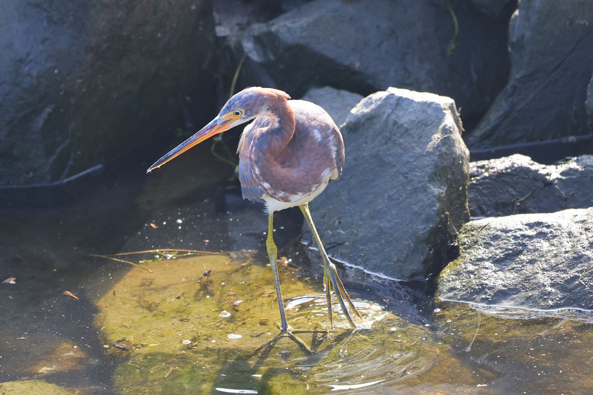Tricolored Heron - ML646292992