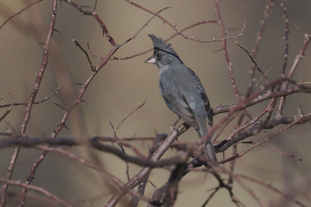 Шиферець болівійський - ML646292994