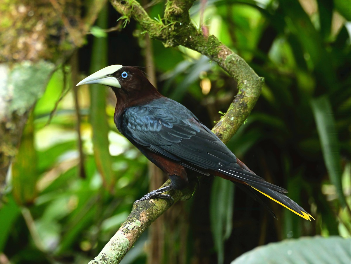 Конота товстодзьоба - ML646292995