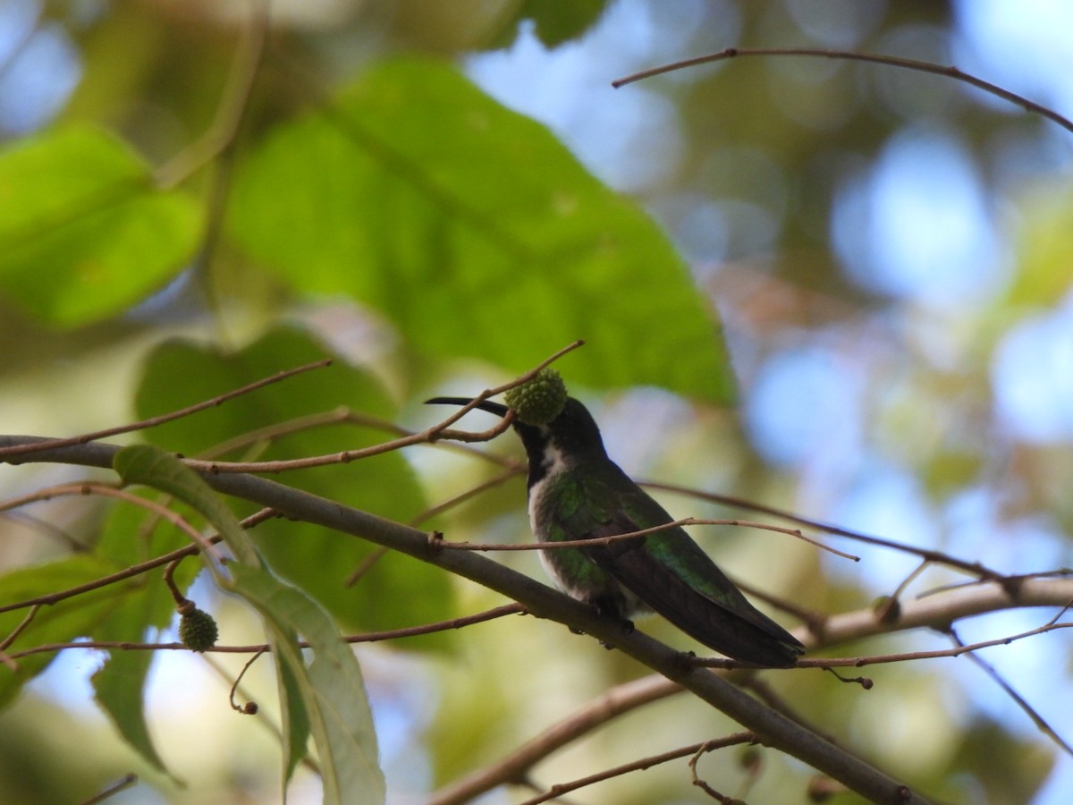 Колібрі-манго зеленогрудий - ML646292996