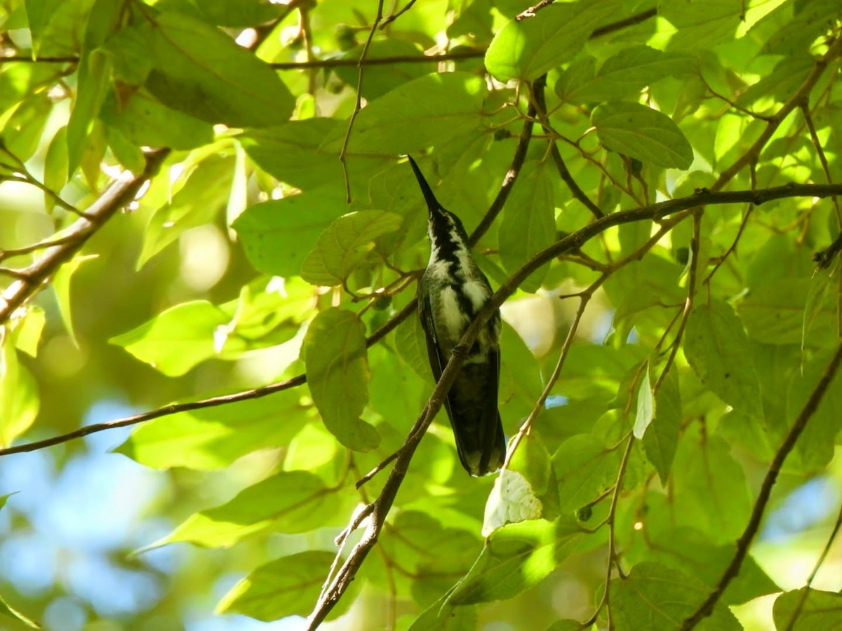 Колібрі-манго зеленогрудий - ML646292997