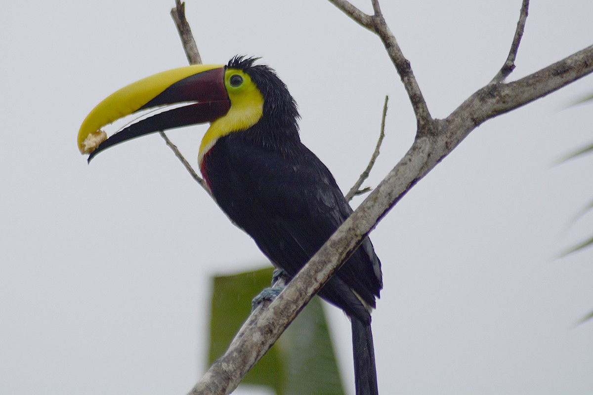 Тукан жовтошиїй - ML646292998