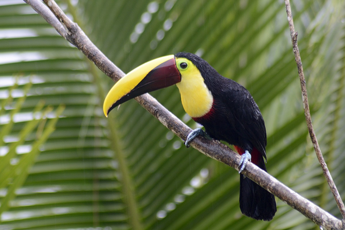 Тукан жовтошиїй - ML646292999