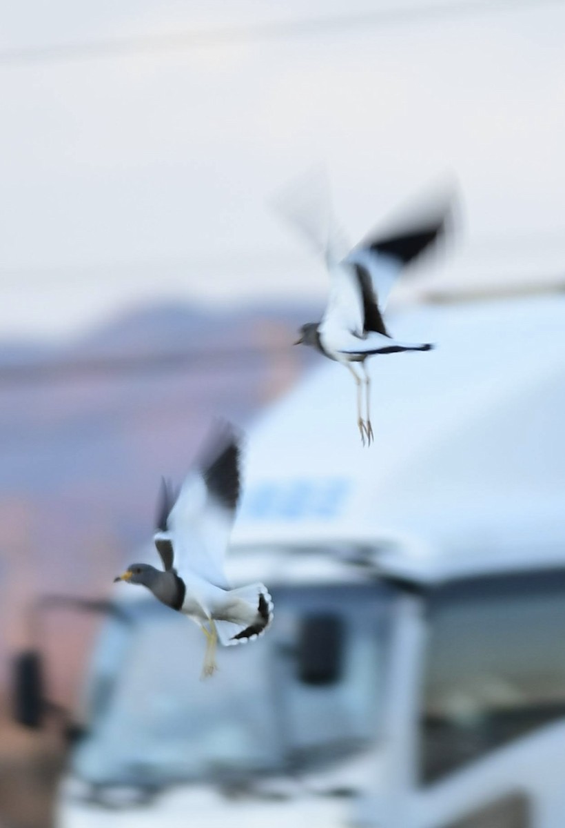 Чайка сіра - ML646293000