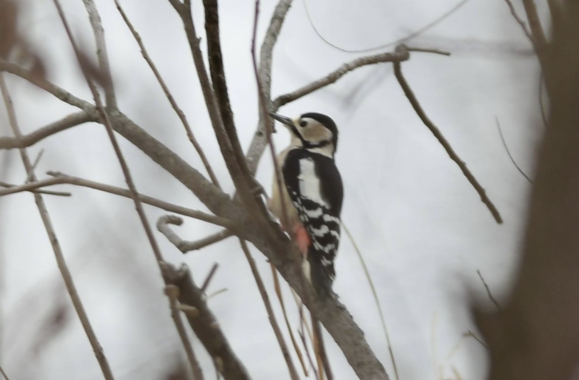 Дятел звичайний - ML646293002