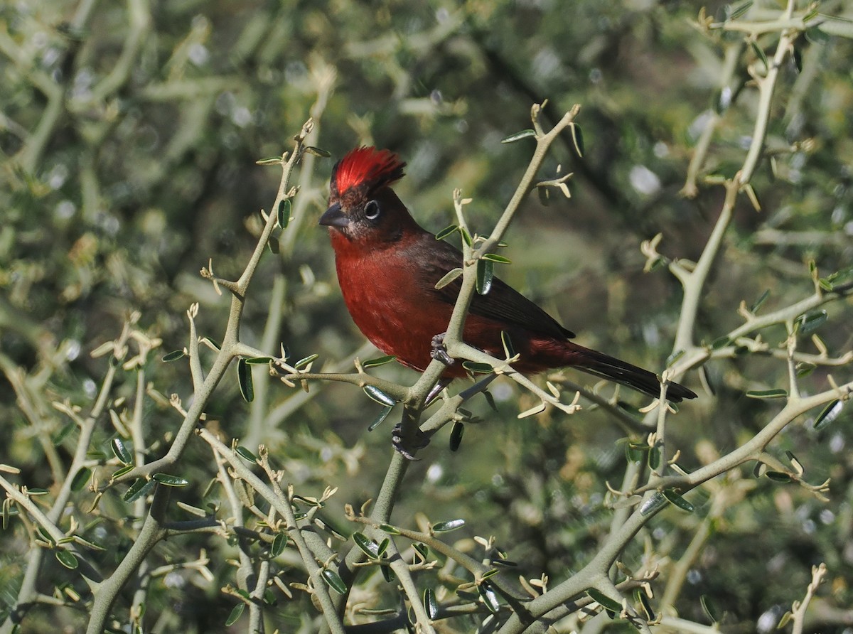 Червоночубик вогнистий - ML646293005