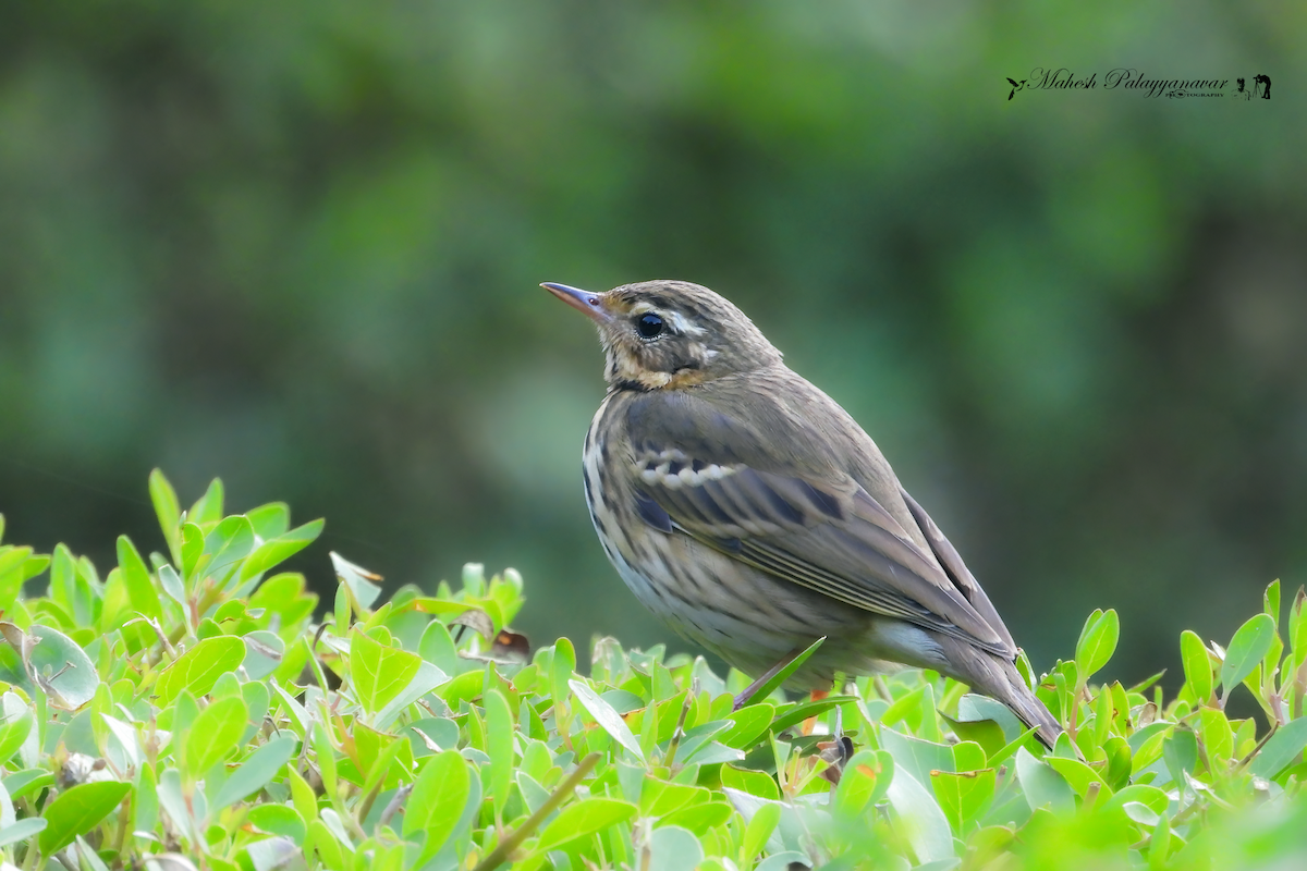 Olive-backed Pipit - ML646293006