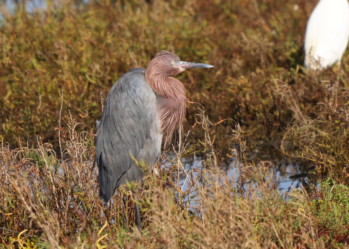 Чепура рудошия - ML646293007