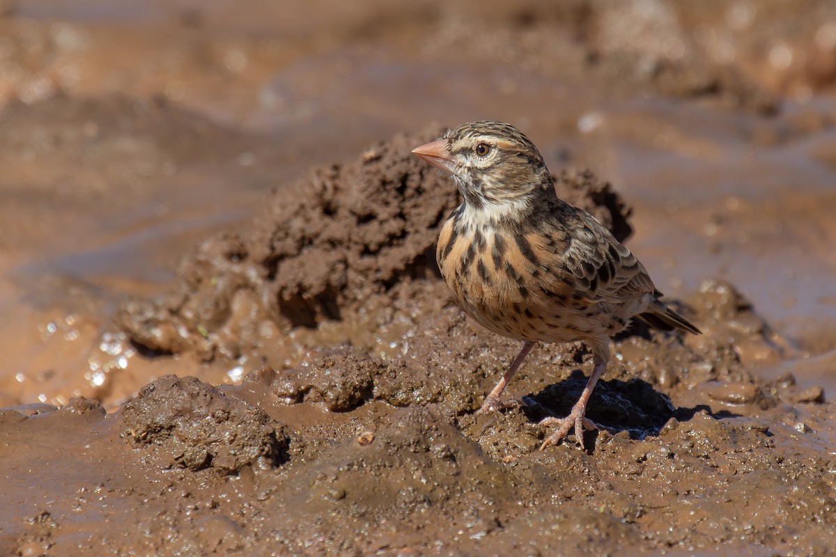 Pink-billed Lark - ML646293013
