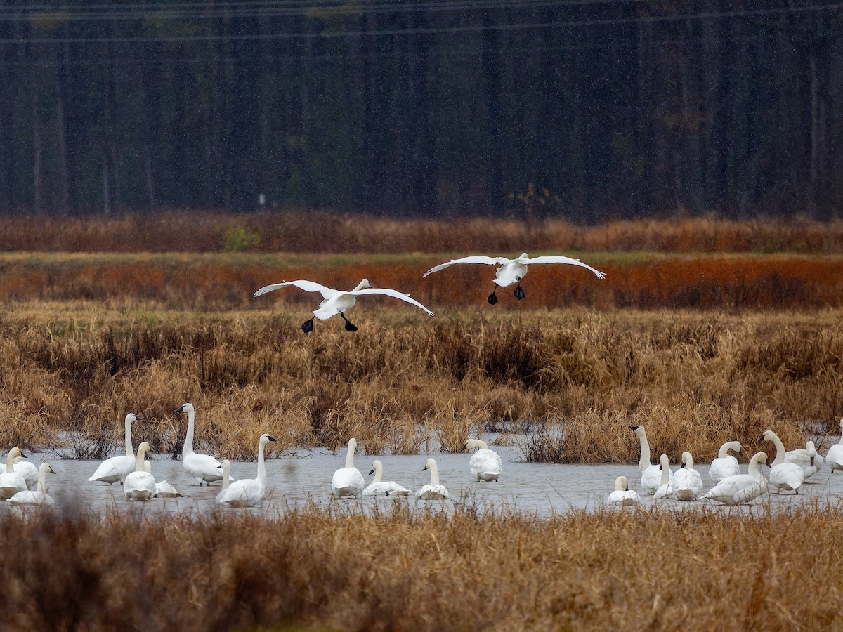 labuť malá - ML646293016