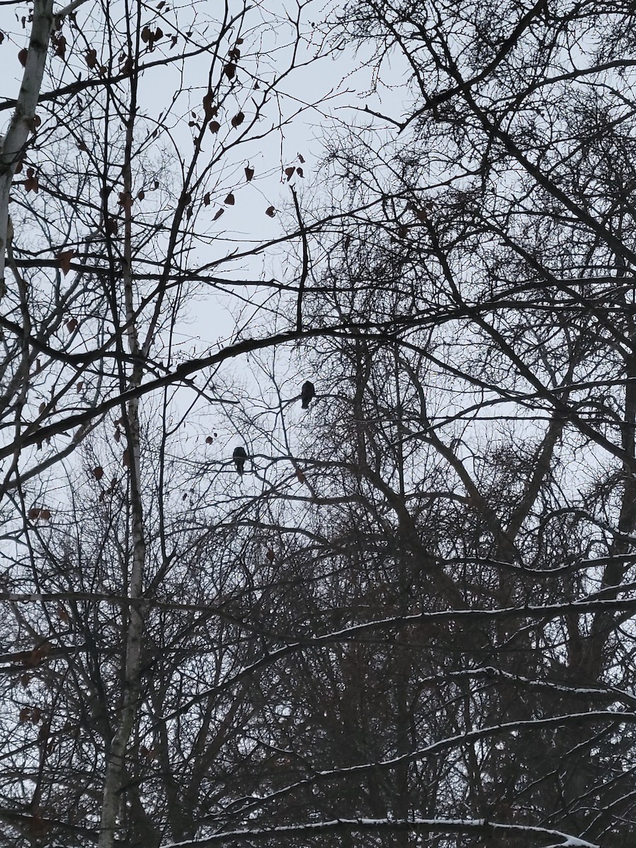 Wild Turkey - ML646293017