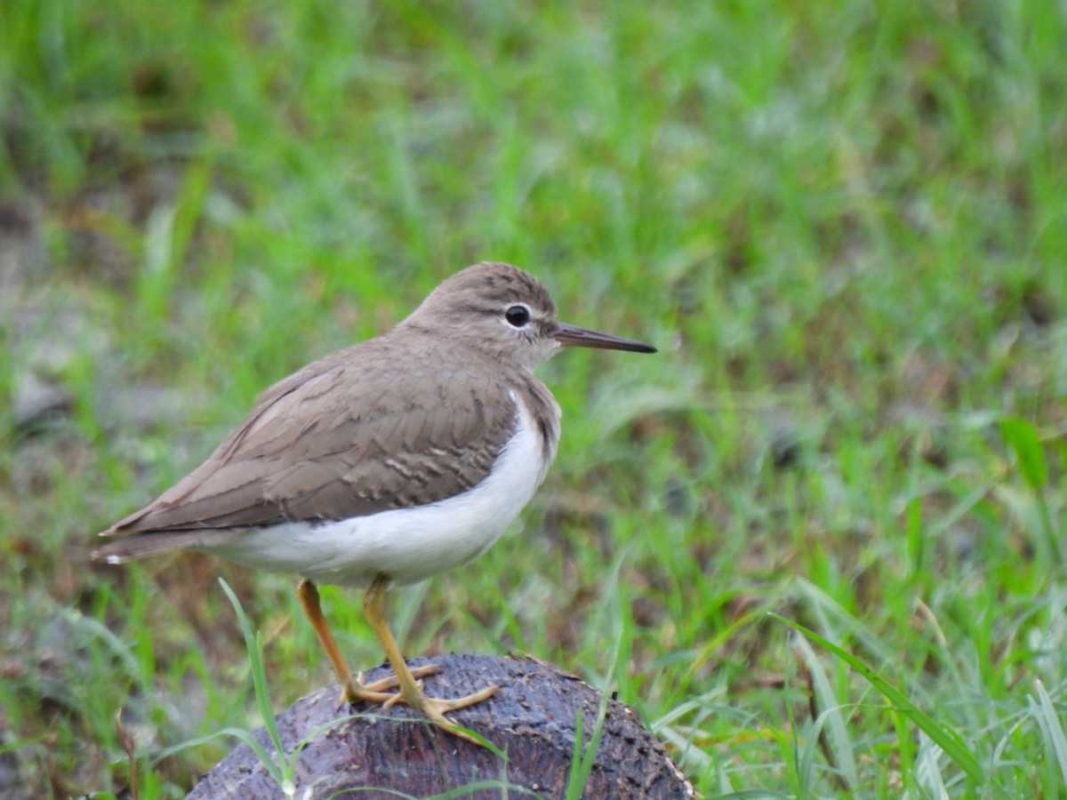 Spotted Sandpiper - ML646293019