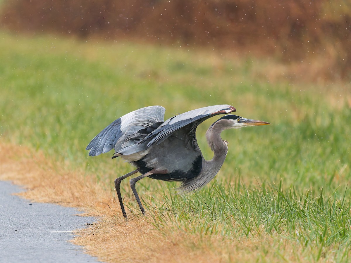 volavka velká - ML646293020