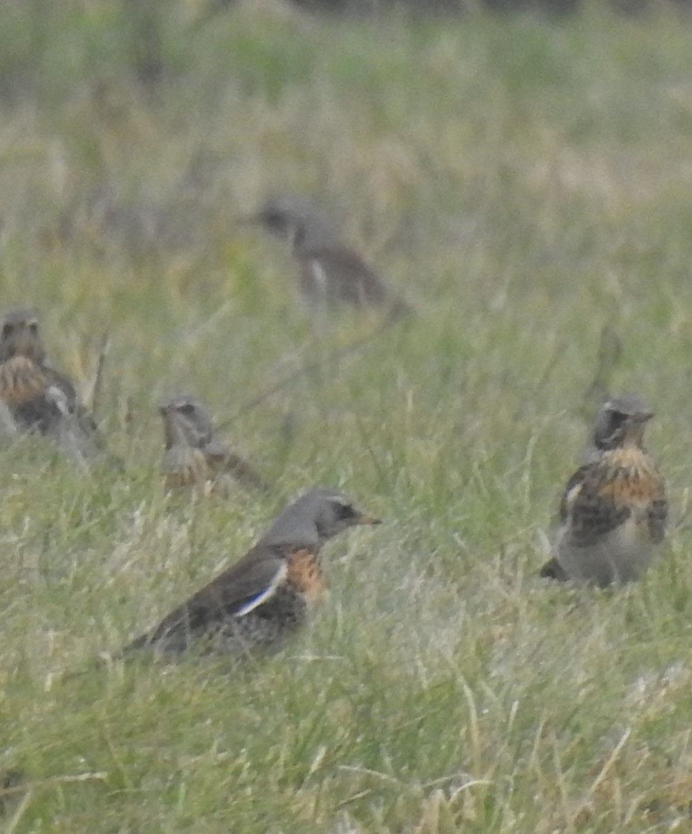 Fieldfare - ML646293021