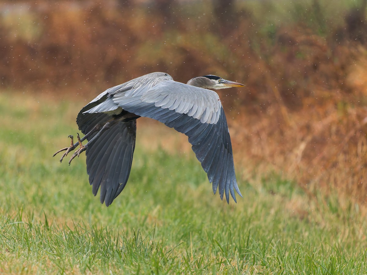 volavka velká - ML646293022