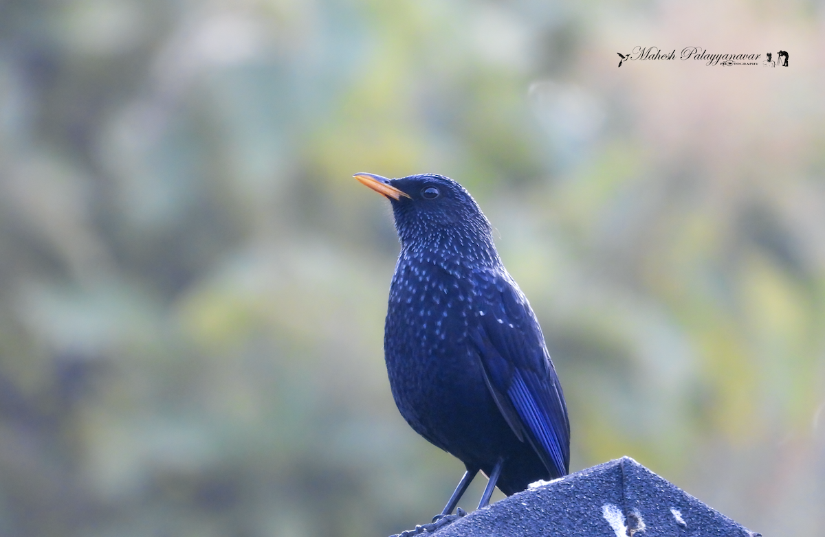 Blue Whistling-Thrush - ML646293023
