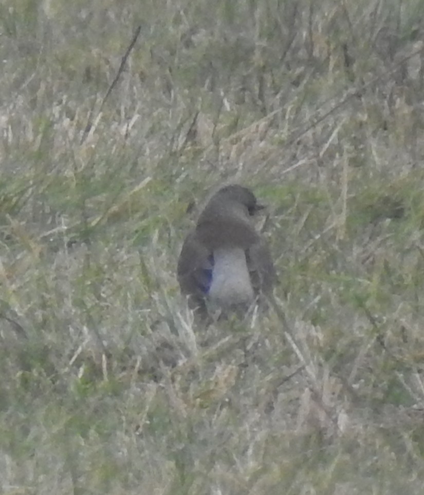 Fieldfare - ML646293024