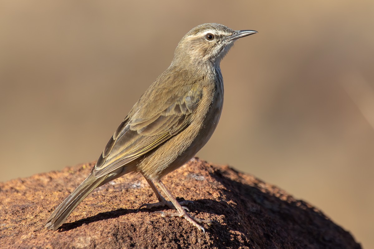 Yellow-tufted Pipit - ML646293026