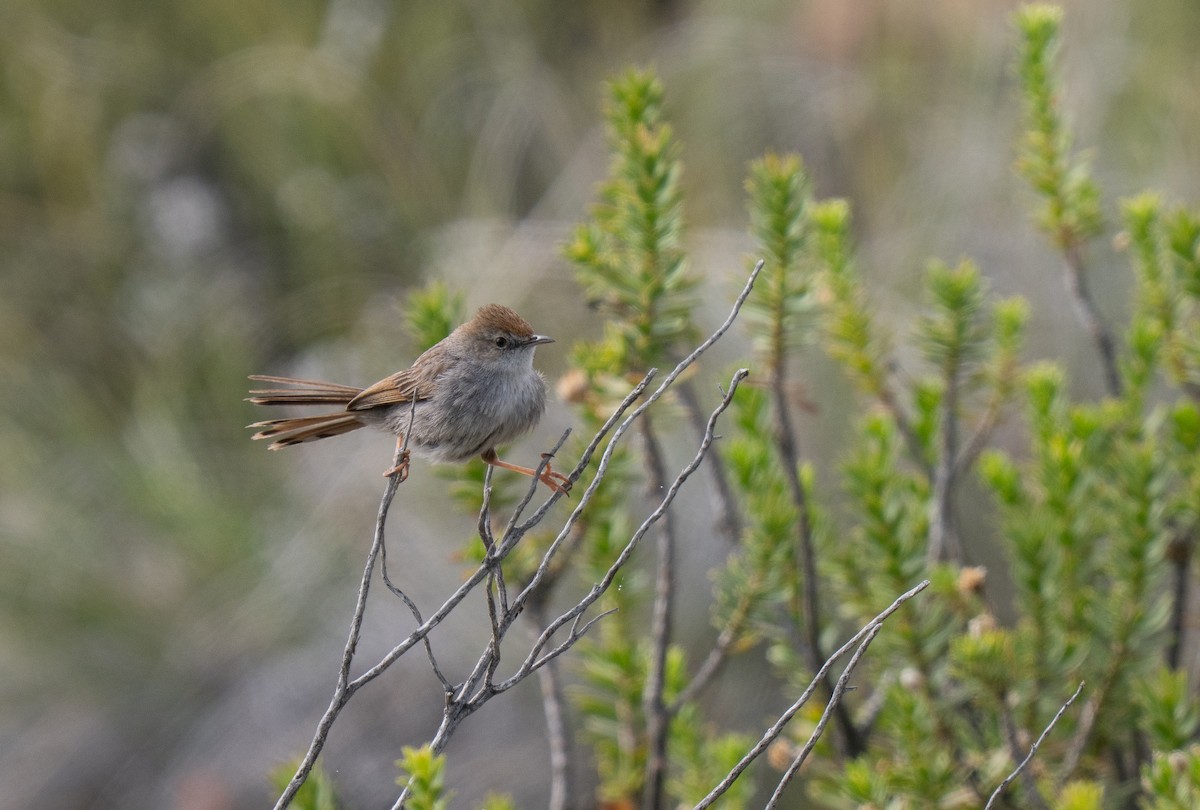 Gray-backed Cisticola - ML646293039