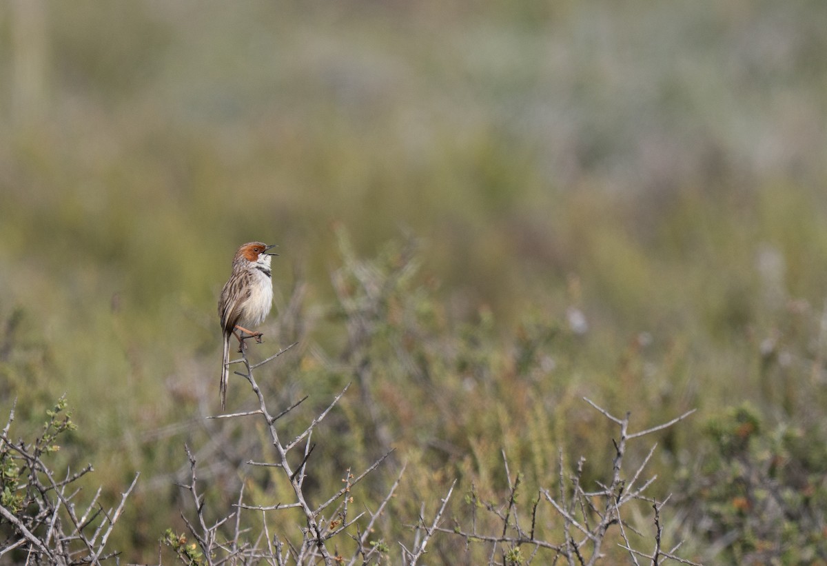 Rufous-eared Warbler - ML646293040