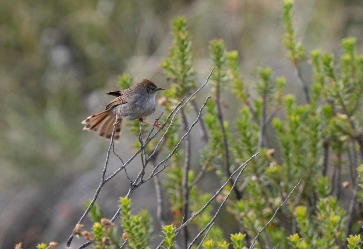 Gray-backed Cisticola - ML646293041