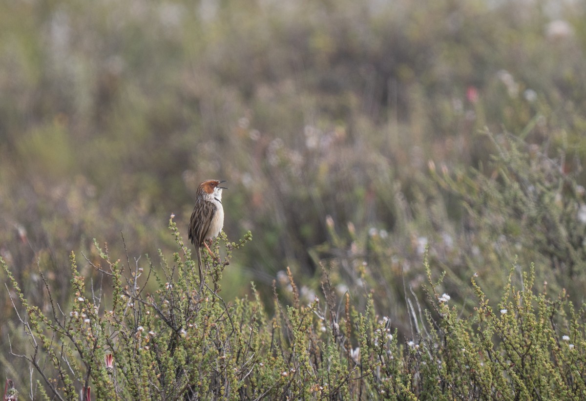 Rufous-eared Warbler - ML646293042