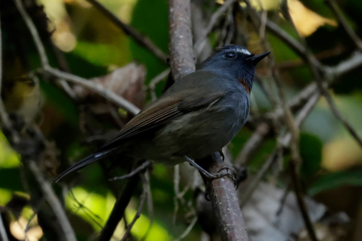 Rufous-gorgeted Flycatcher - ML646293048