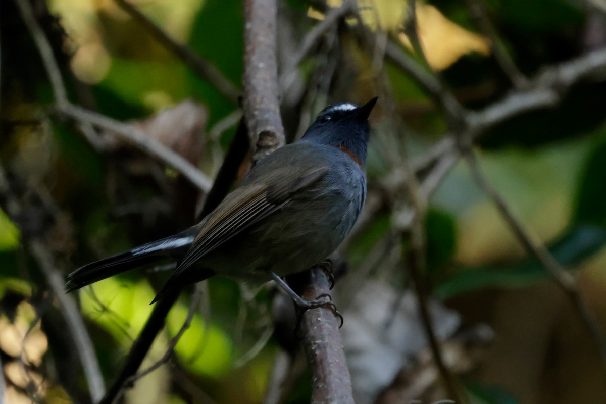 Rufous-gorgeted Flycatcher - ML646293049