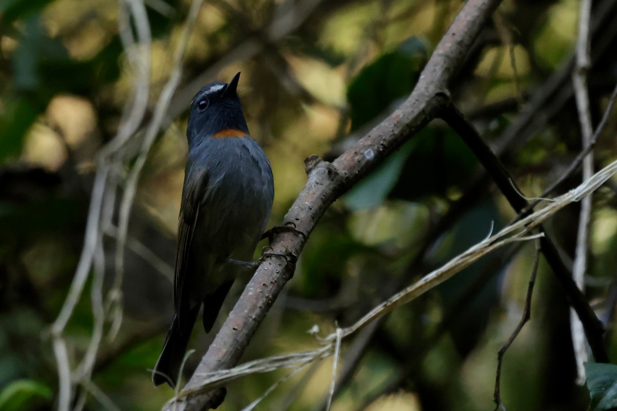 Rufous-gorgeted Flycatcher - ML646293050