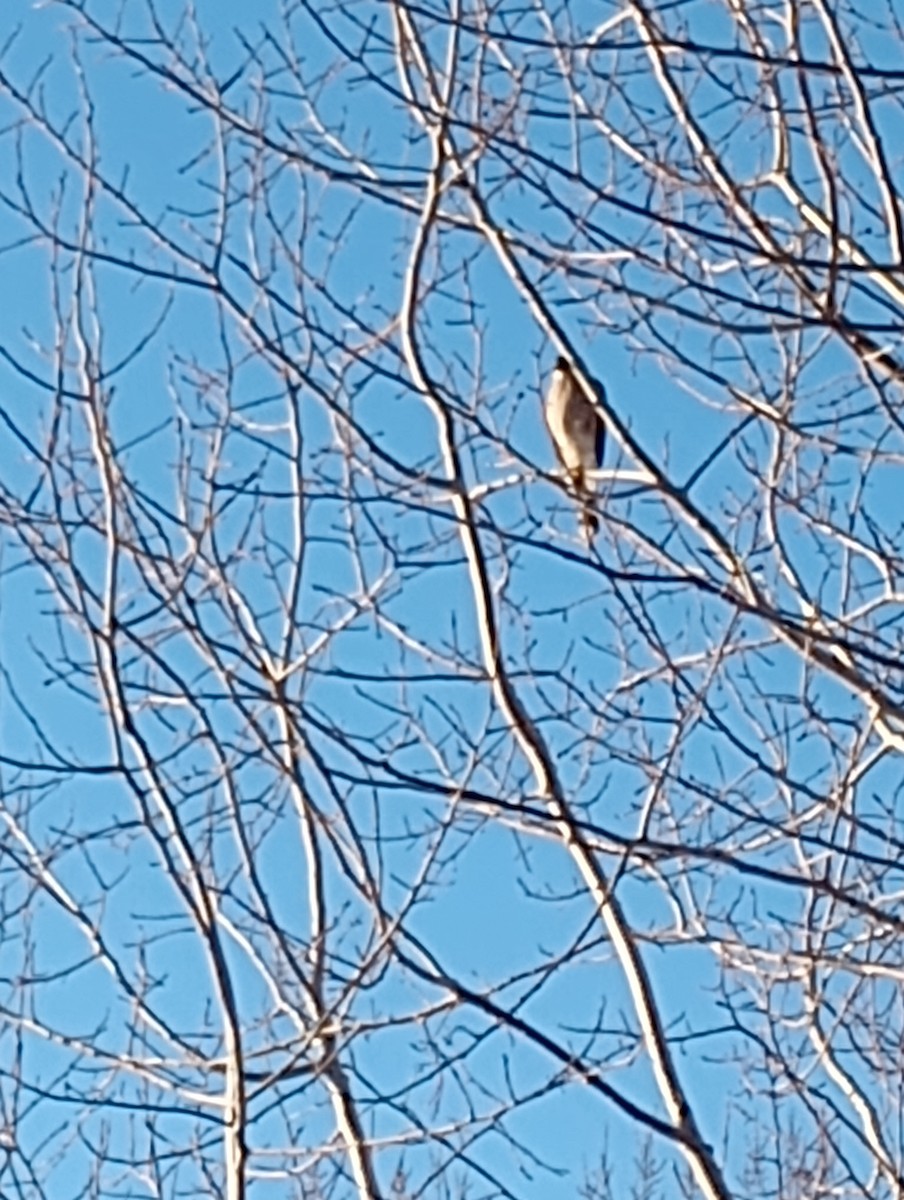 Cooper's Hawk - ML646293051