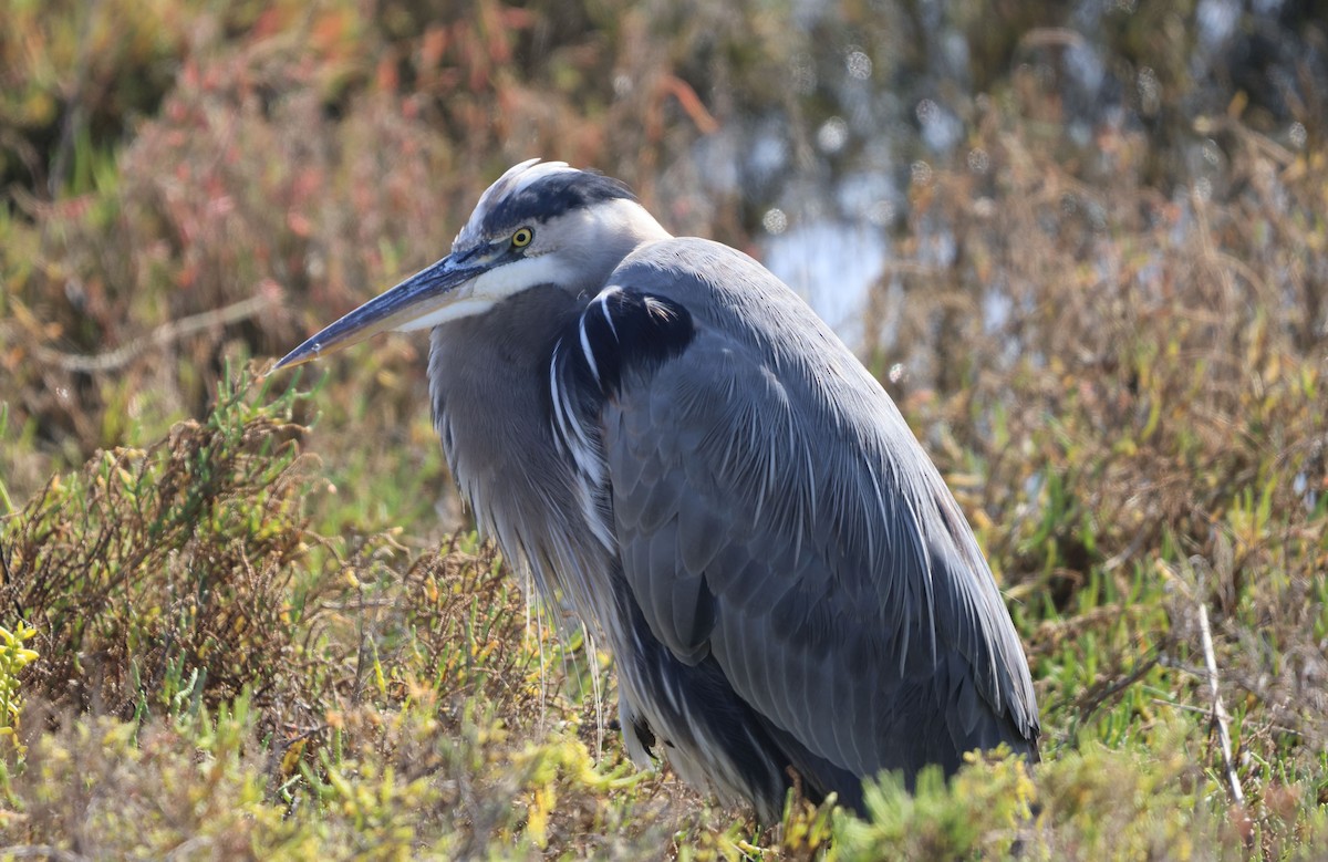 Great Blue Heron - ML646293054