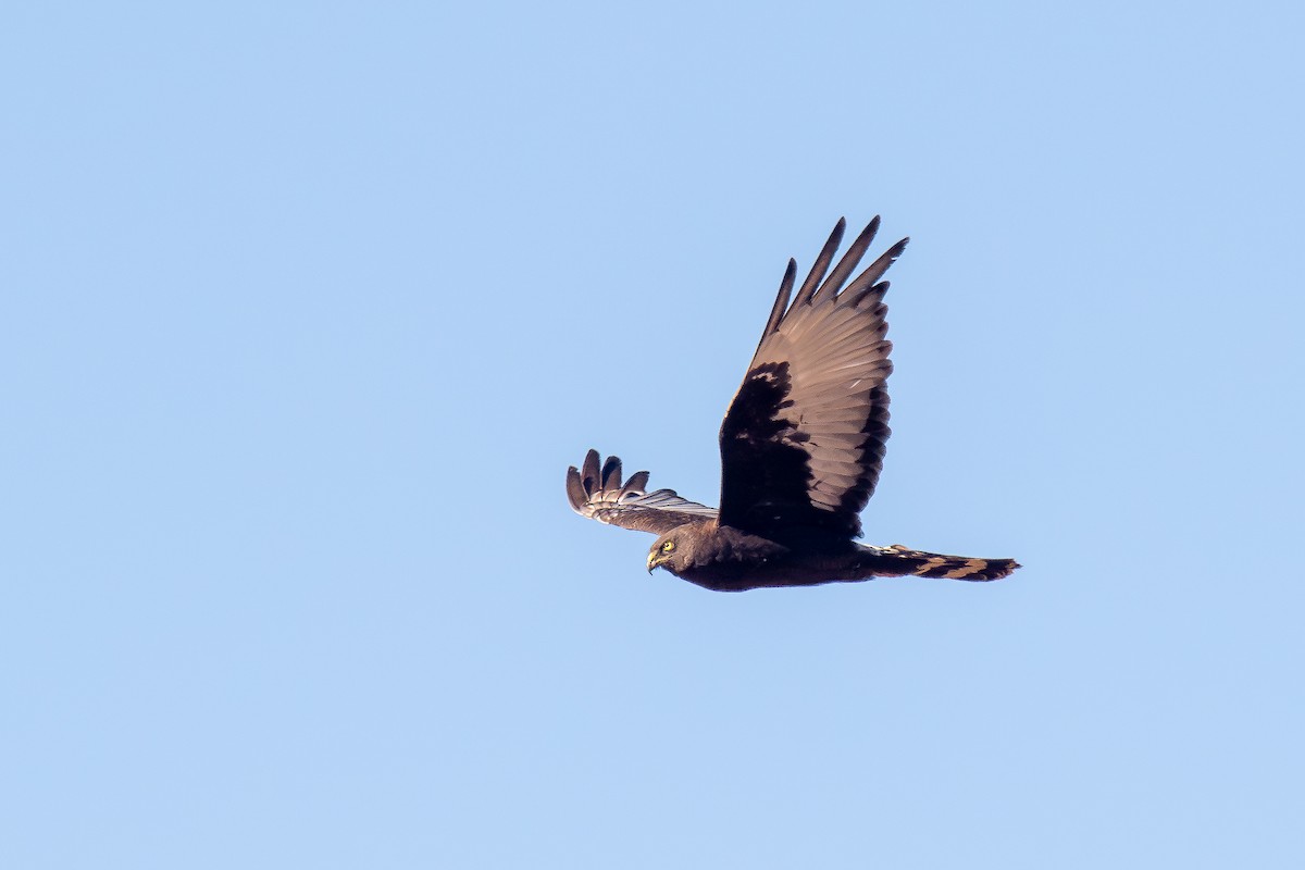 Black Harrier - ML646293059