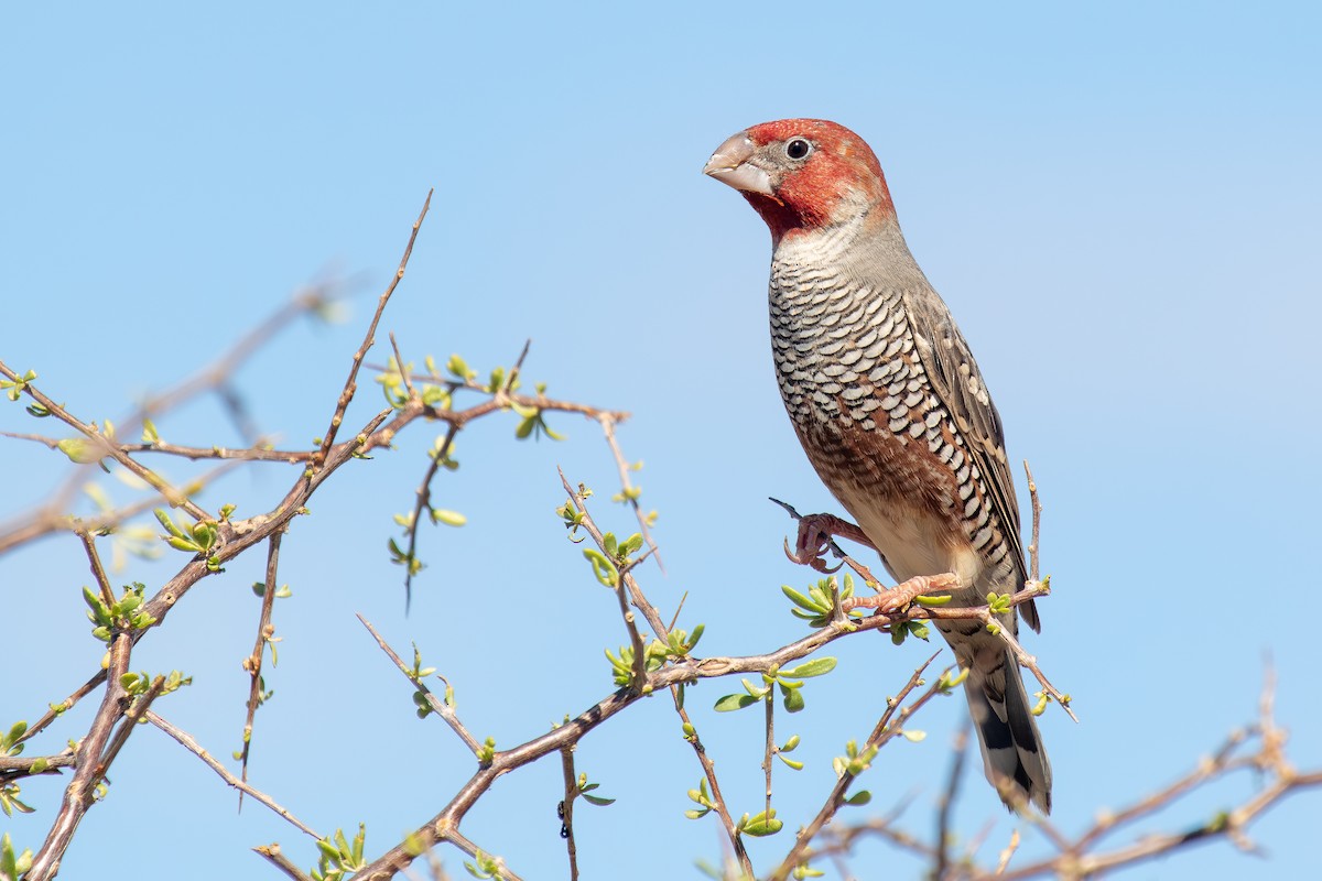 Red-headed Finch - ML646293069