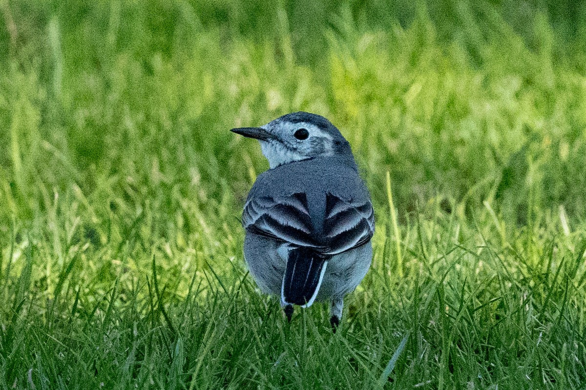 White Wagtail - ML646293077