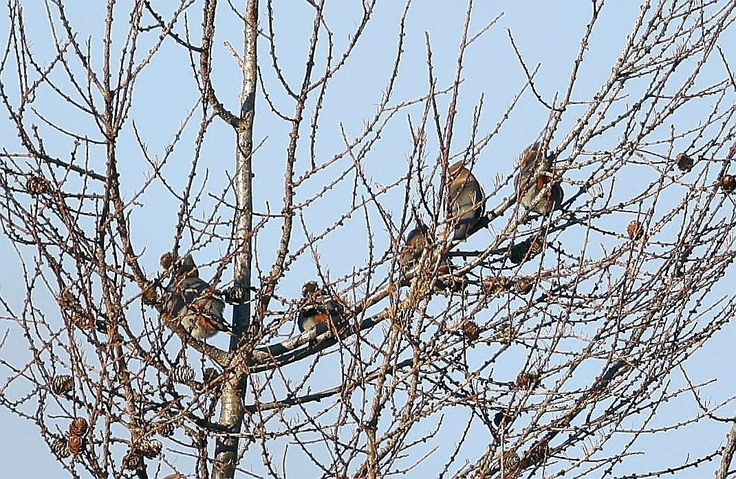 Bohemian Waxwing - ML646293081