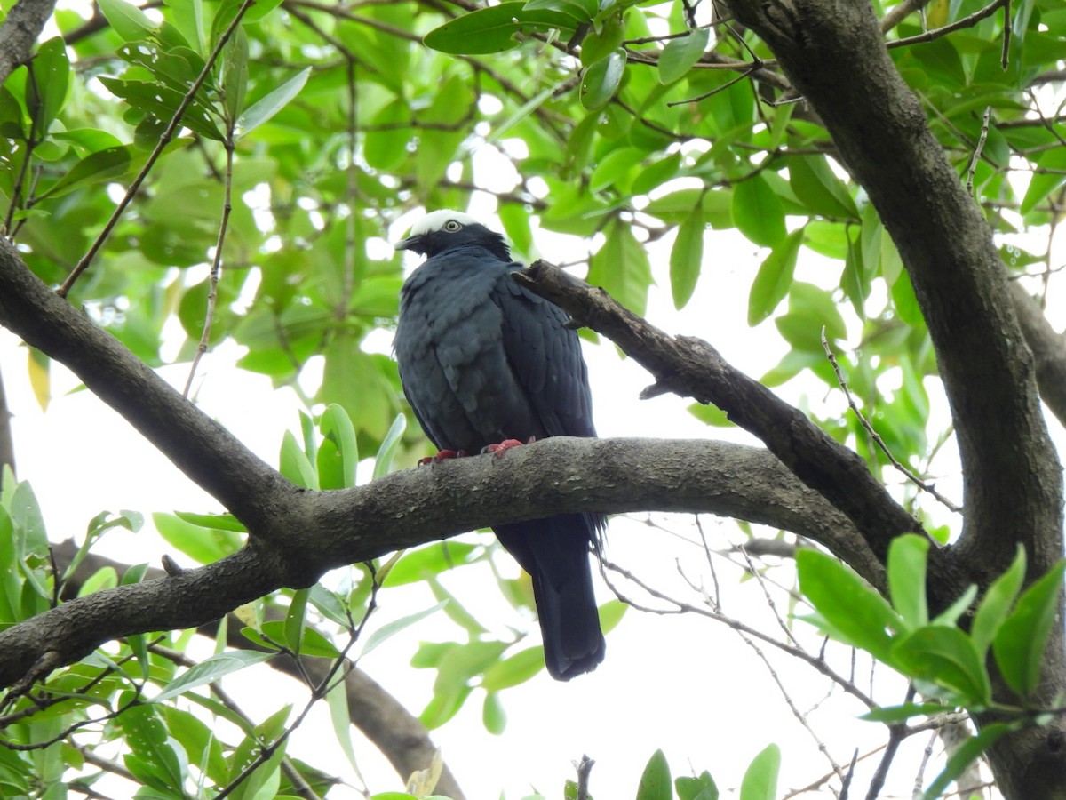 White-crowned Pigeon - ML646293084