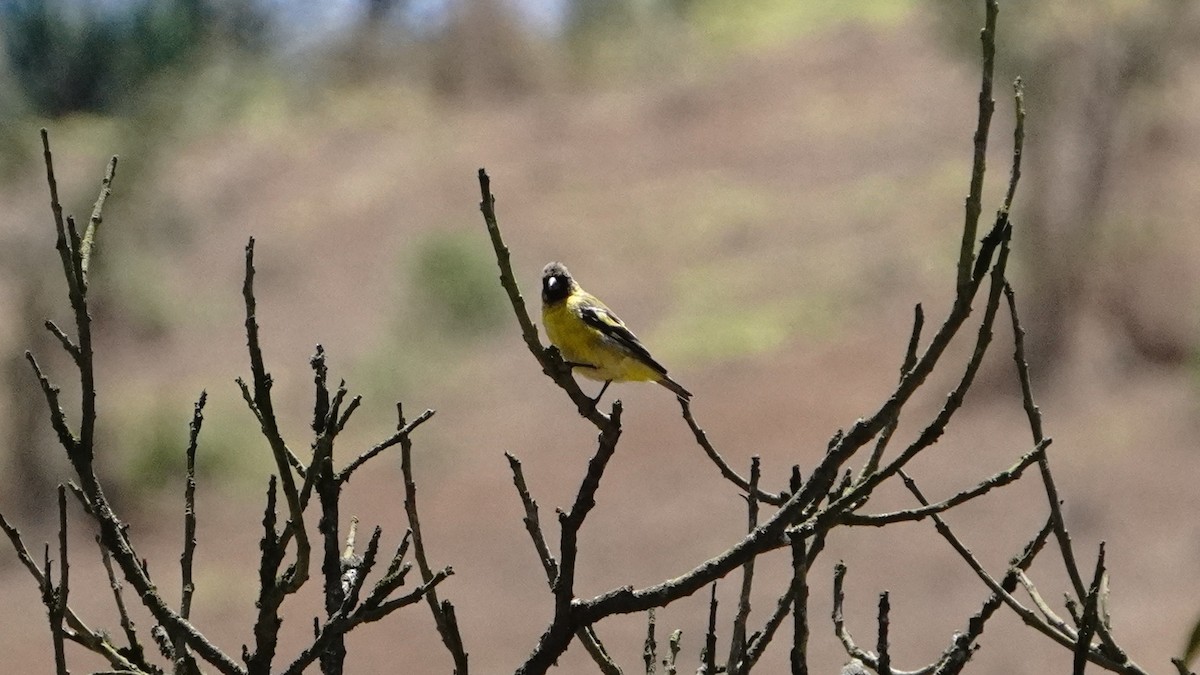Hooded Siskin - ML646293087