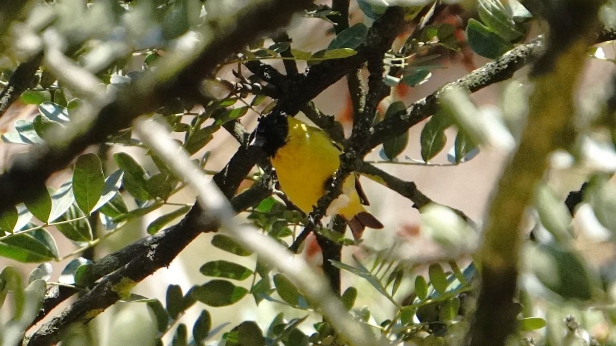 Hooded Siskin - ML646293088