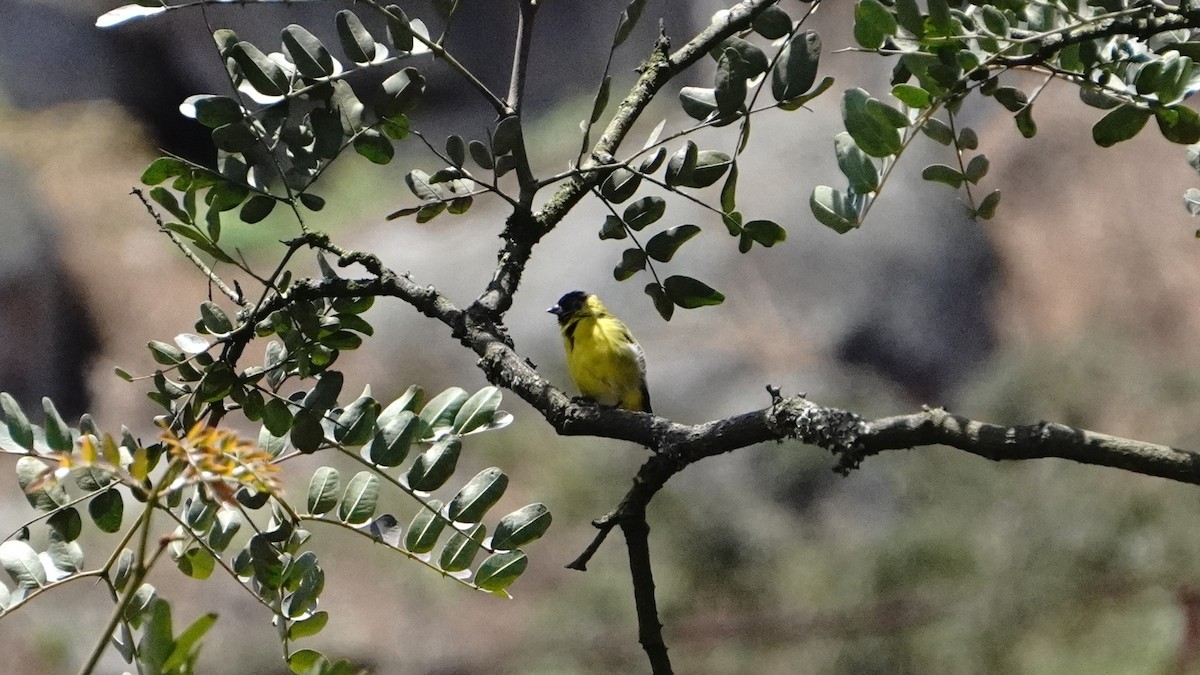 Hooded Siskin - ML646293089