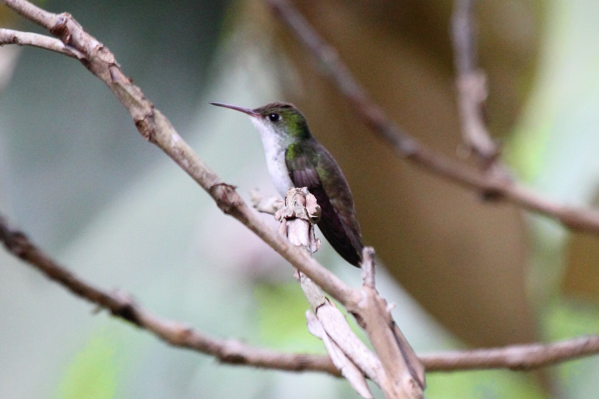 White-bellied Emerald - ML646293090