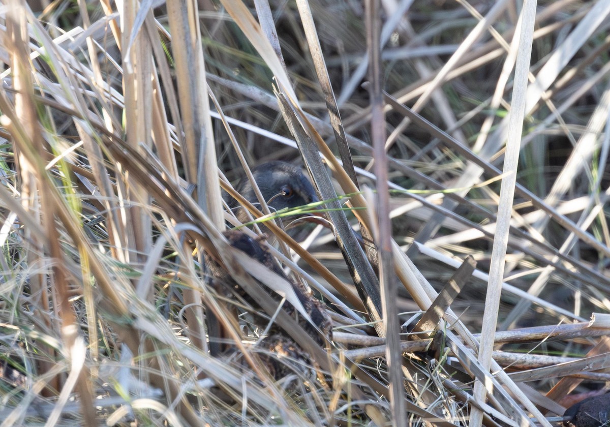 Virginia Rail - ML646293097