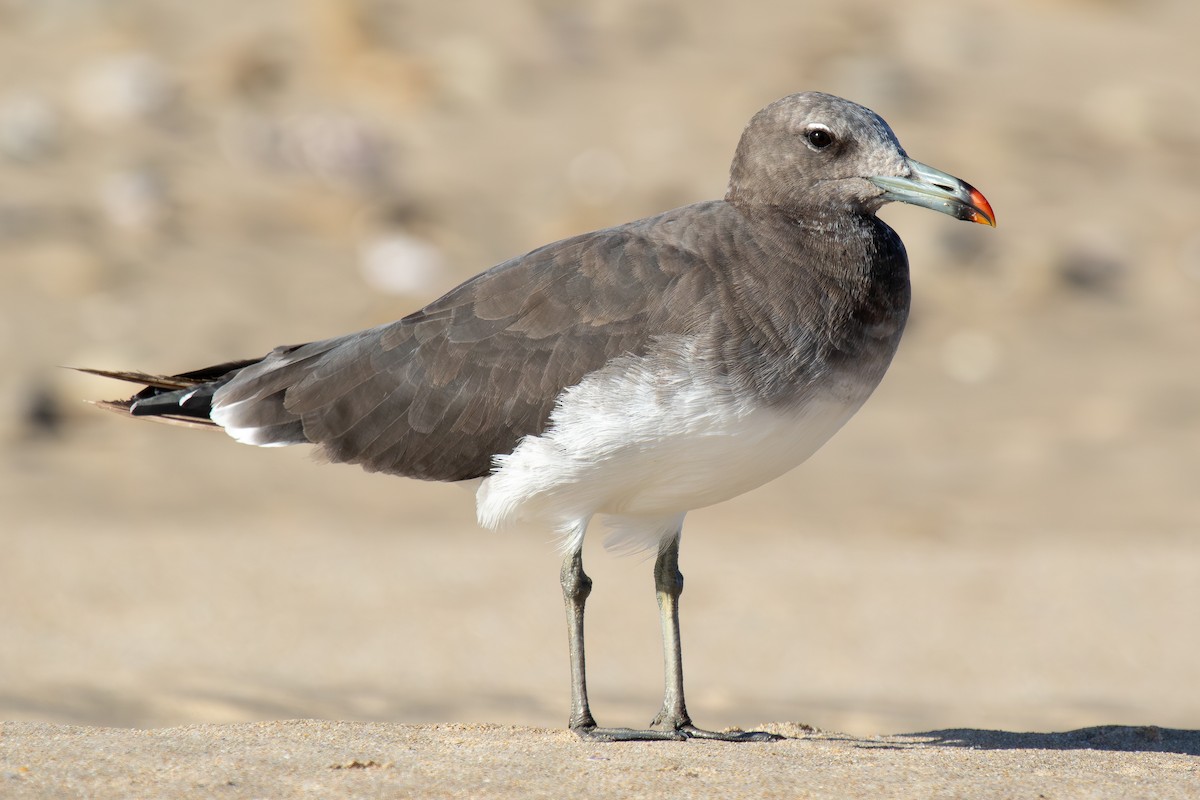 Sooty Gull - ML646293098