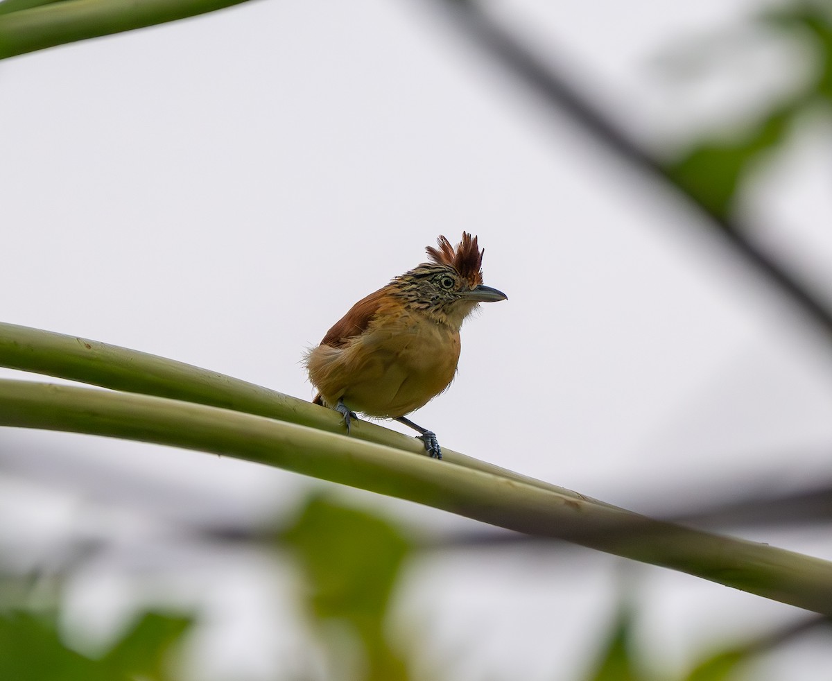 Barred Antshrike - ML646293100