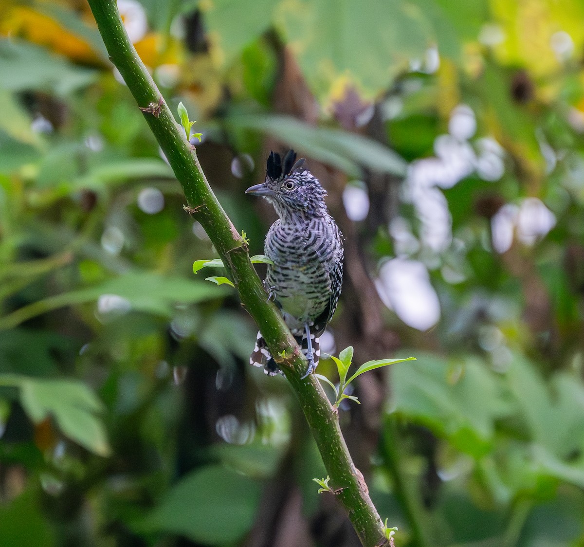 Barred Antshrike - ML646293101