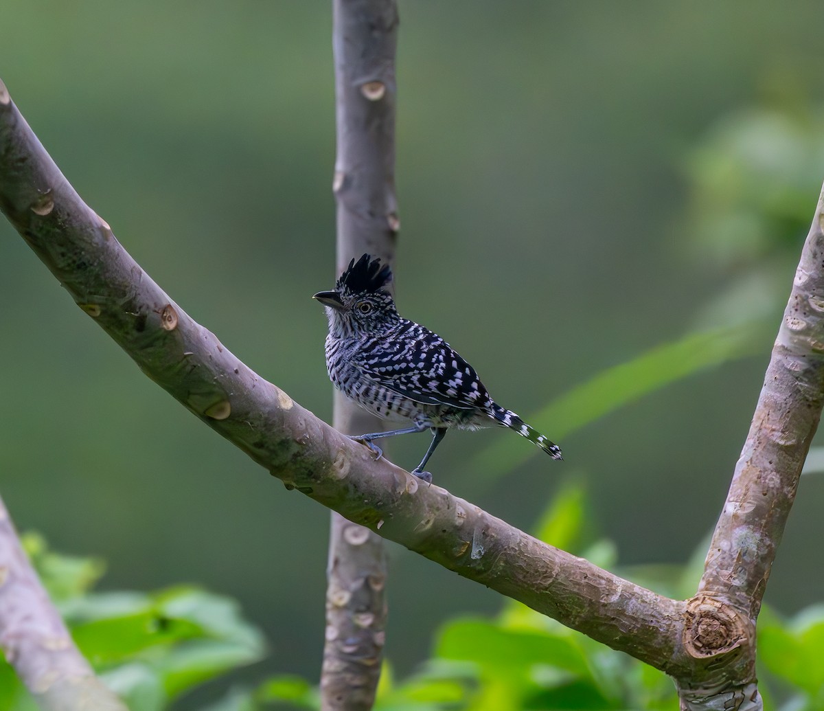 Barred Antshrike - ML646293102