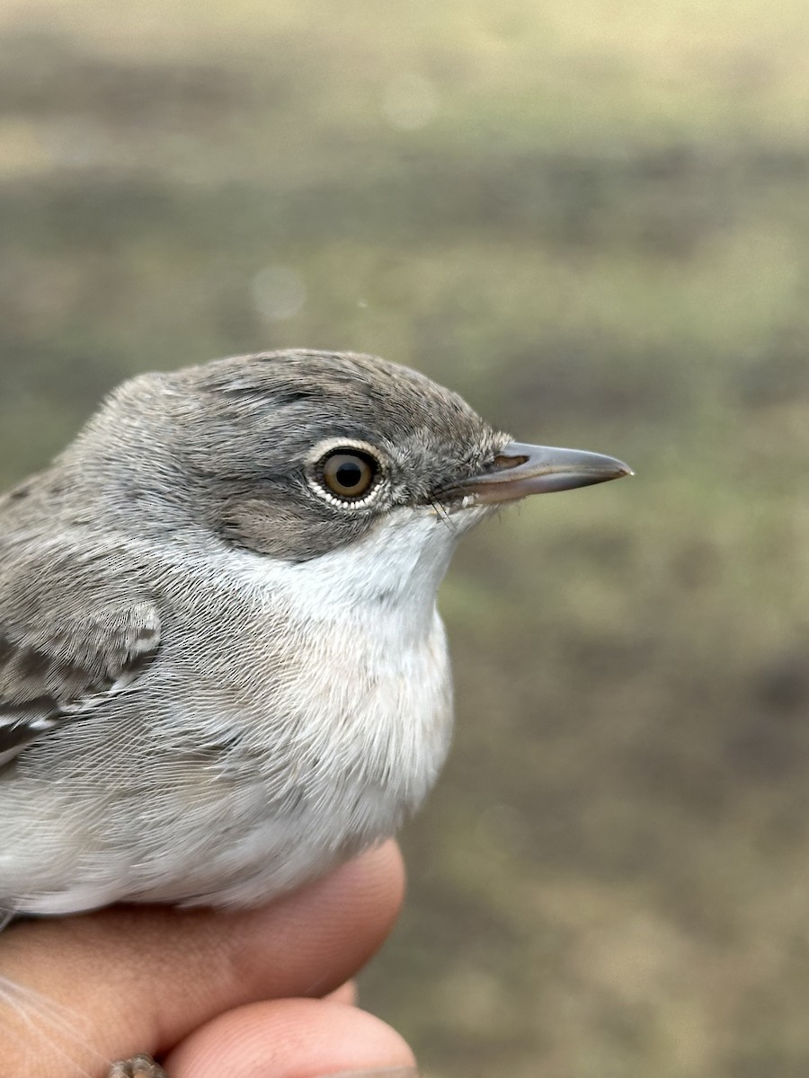 Greater Whitethroat - ML646293106
