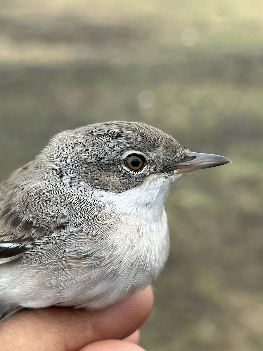 Greater Whitethroat - ML646293107