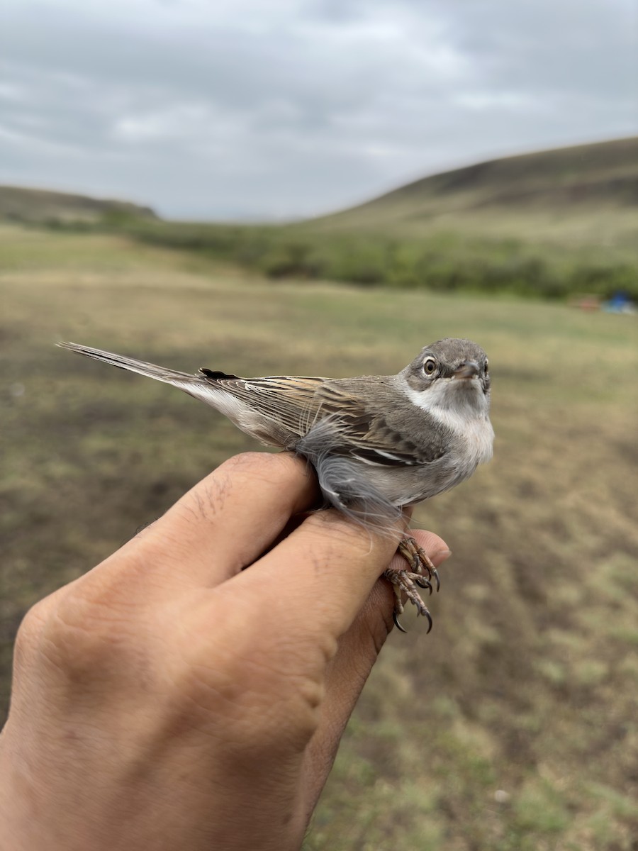 Greater Whitethroat - ML646293108