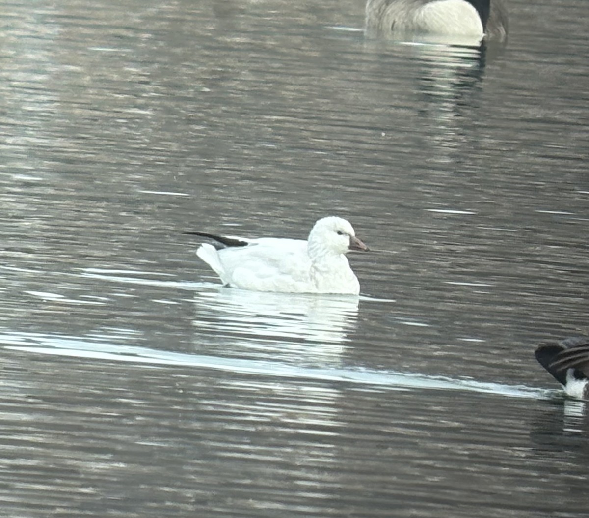 Ross's Goose - ML646293116